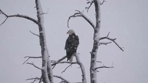 Bald eagle in the Canadian wilderness Video stock 150748979