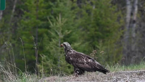 Bald eagle in the Canadian wilderness Stock Footage 150748997
