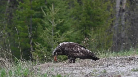 Bald eagle in the Canadian wilderness Video stock 150749009