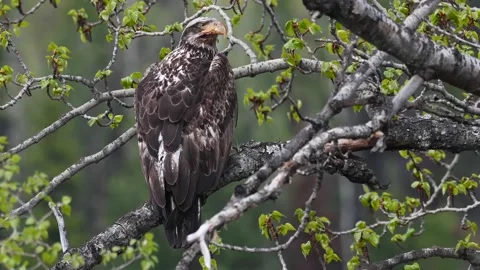 Bald eagle in the Canadian wilderness Видео 150749032