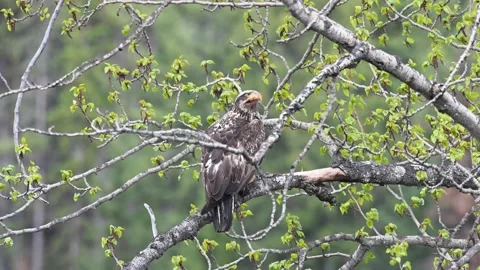 Bald eagle in the Canadian wilderness Видео 150749050