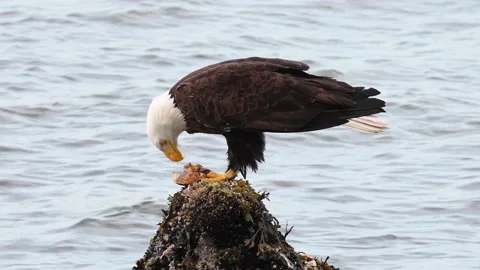 Bald eagle in the Canadian wilderness Видео 150749087