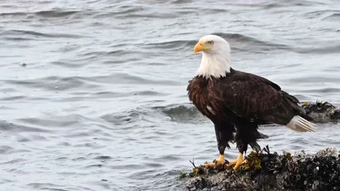 Bald eagle in the Canadian wilderness Stock Footage 150749106