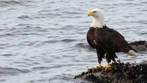 Bald eagle in the Canadian wilderness Stock Footage 150749125