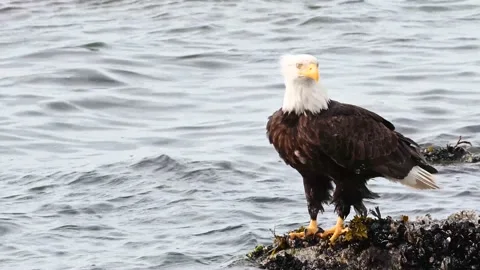 Bald eagle in the Canadian wilderness Stock Footage 150749131