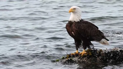 Bald eagle in the Canadian wilderness Stock Footage 150749143