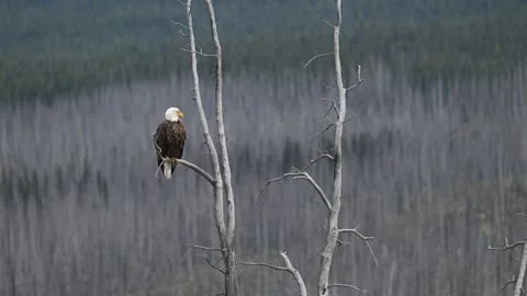 Bald eagle in the Canadian wilderness 스톡 동영상 314795473