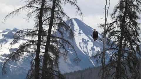 Bald eagle in the Canadian wilderness Stock Footage 314795484