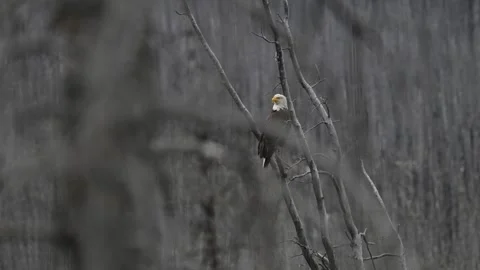 Bald eagle in the Canadian wilderness Stockbeeldmateriaal 314795504