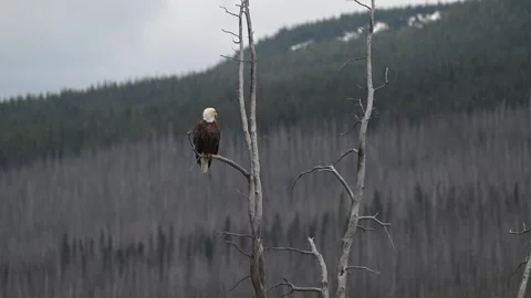 Bald eagle in the Canadian wilderness Video stock 314795547
