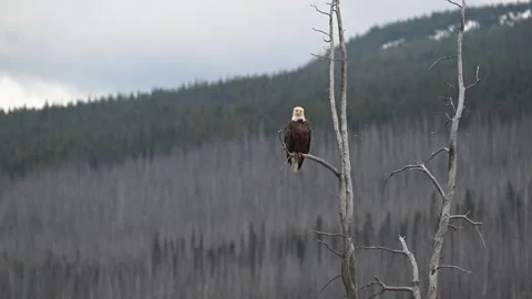 Bald eagle in the Canadian wilderness Stock Footage 314795549