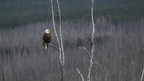 Bald eagle in the Canadian wilderness Stock Footage 314795567