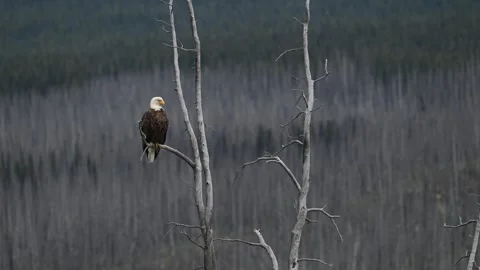 Bald eagle in the Canadian wilderness Stock-Footage 314795596