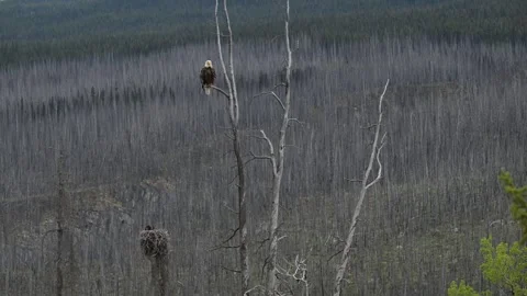 Bald eagle in the Canadian wilderness Video stock 314795614