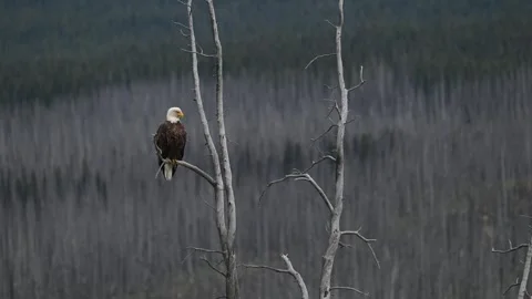 Bald eagle in the Canadian wilderness Stock Footage 314795618