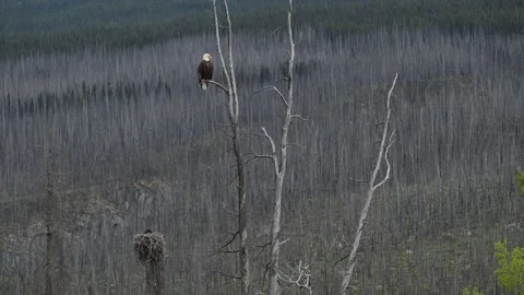 Bald eagle in the Canadian wilderness Stock Footage 314795630