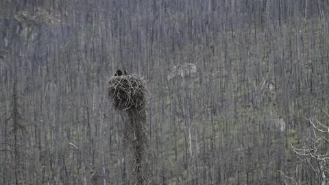 Bald eagle in the Canadian wilderness Stock Footage 314795637