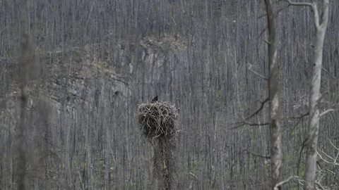 Bald eagle in the Canadian wilderness Stock Footage 314795650