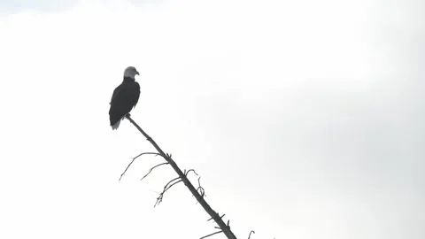 Bald eagle in the Canadian wilderness Stock Footage 328416899