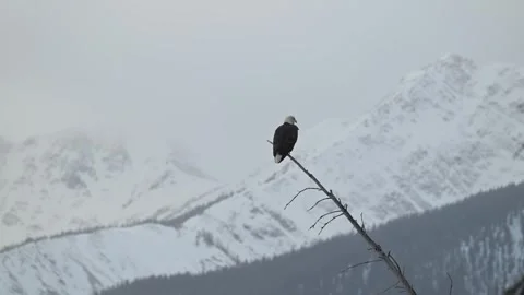 Bald eagle in the Canadian wilderness 動画素材 328416962