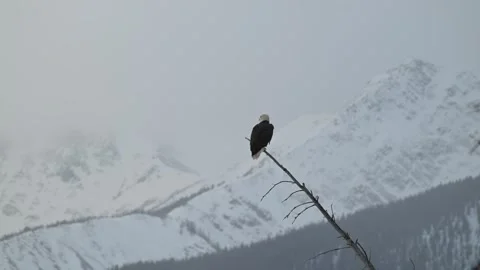 Bald eagle in the Canadian wilderness 動画素材 328417198