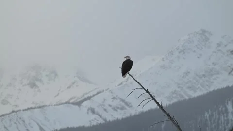 Bald eagle in the Canadian wilderness Stockbeeldmateriaal 337838395
