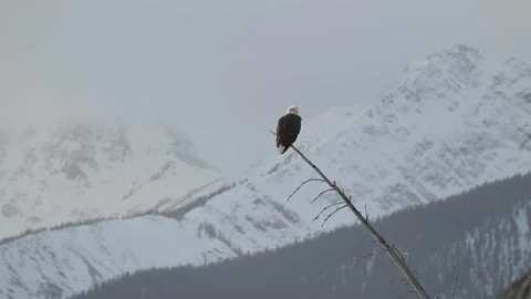 Bald eagle in the Canadian wilderness Stock Footage 337838402