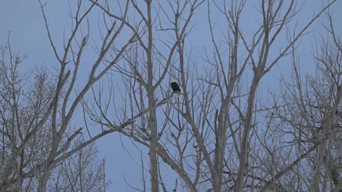 Bald eagle in the Canadian wilderness Vídeos de archivo 337838444