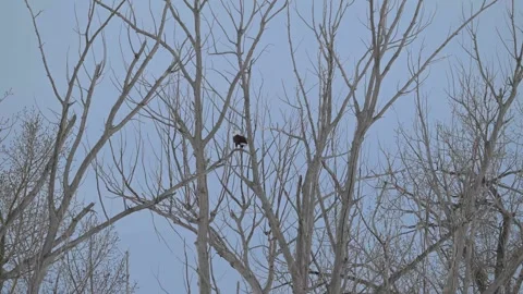 Bald eagle in the Canadian wilderness Stock Footage 337838451