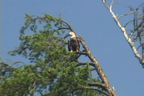 Bald Eagle From Canoe 2 Stock Footage 524676