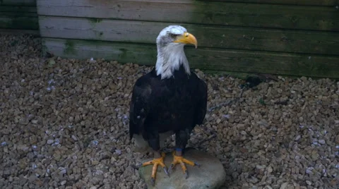 Bald Eagle in captivity Stock Footage 40883595