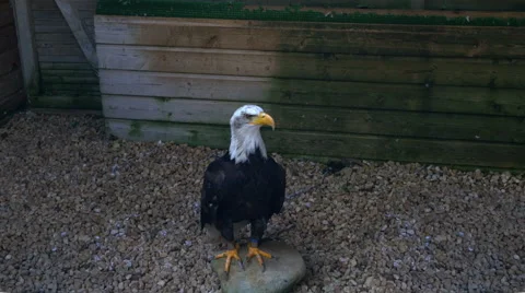 Bald Eagle in captivity - HD 4k+ Stock Footage 41271890