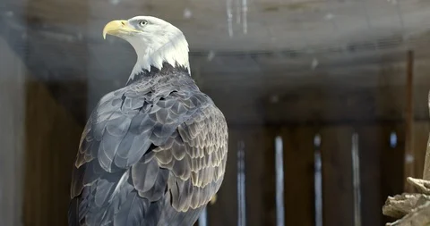 Bald Eagle in Captivity looking over shoulder towards camera - from behind Stock Footage 108570973