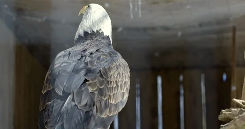Bald Eagle in captivity looks out of enclouser - from behind Stock Footage 108570965
