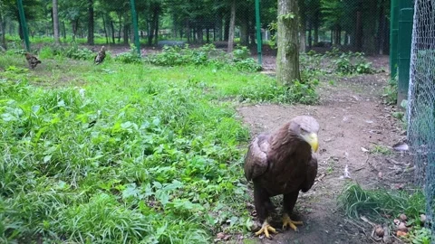 Bald eagle in captivity or in a zoo. Rehabilitation of wild birds. Rescue and tr Stock Footage 312689277