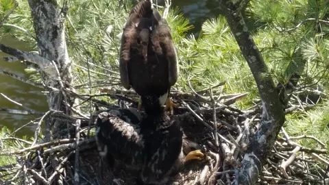 Bald Eagle Caring for Her Chicks in a Nest Above a River Stock Footage 313833966