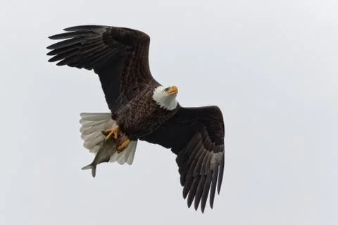 Bald Eagle Carrying a Fish Stock Photos