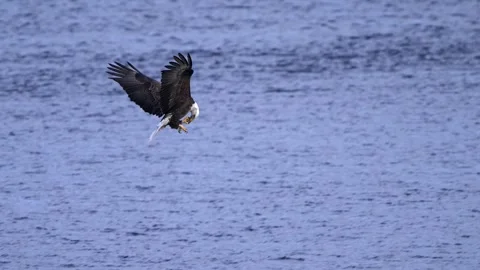 Bald Eagle Catches and Eats Fish Stock-Footage 277174560