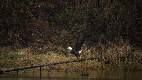 Bald eagle catches a fish from a log in slow motion Stock Footage 266805186
