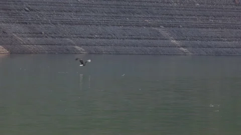 Bald Eagle catching a fish and dropping it after being chased by another Stock Footage 140374337