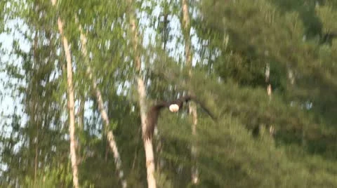 Bald Eagle Catching Fish Stock Footage 12686531