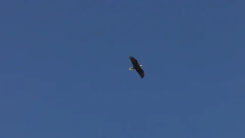 Bald Eagle catching fish Stock Footage 91144267