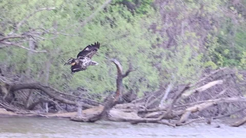 Bald Eagle Catching a Fish Stock Footage 334059600