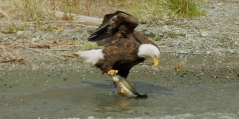Bald eagle catching fish in lake, sucker, behavior, 2k Stock Footage 254117710