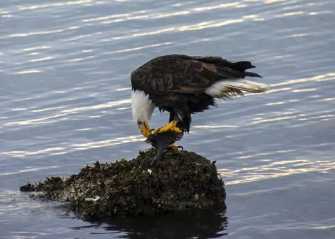 Bald eagle catching fish on a rocky outcrop during late afternoon in calm w.. Stock Photos