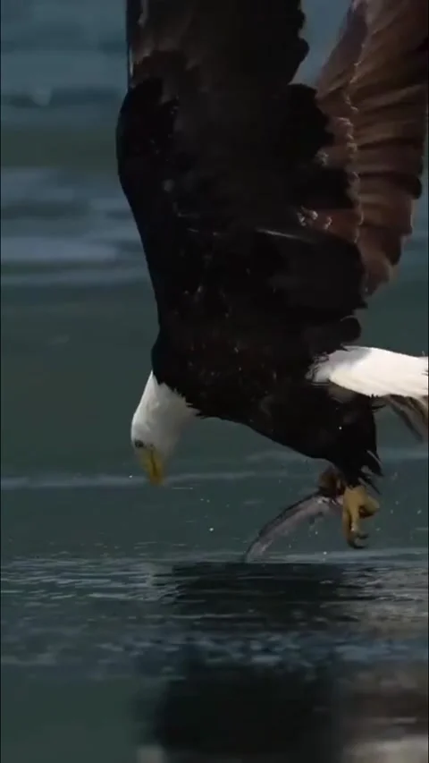 Bald eagle catching fish from water with splashes Stock-Footage 341652689