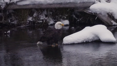 Bald Eagle Catching Food In The Water Of McIntyre Creek In Yukon, Canada. Stock Footage 292756963