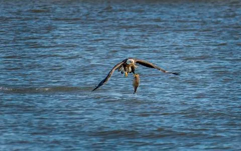 Bald Eagle catching a large fish in the Chesapeake Bay Stock Photos