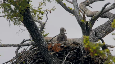 Bald eagle chick single, sillouetted in nest 4k Stock Footage 276986014