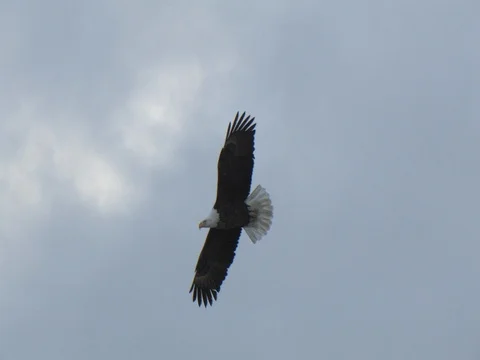 Bald Eagle Circles Overhead &amp; Goes to Land But Changes Its Mind Stock Footage 124561755